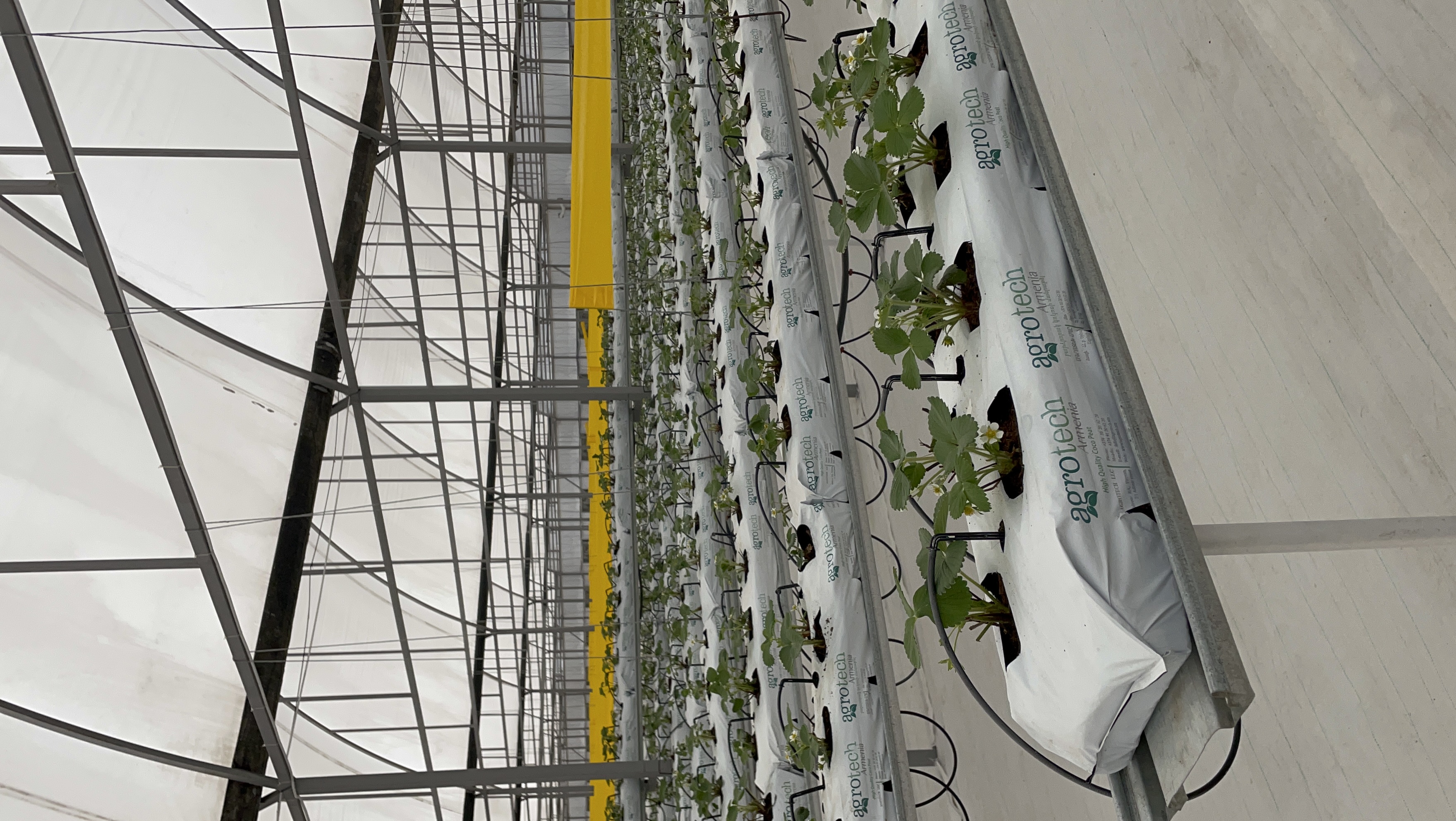 Ряды клубники