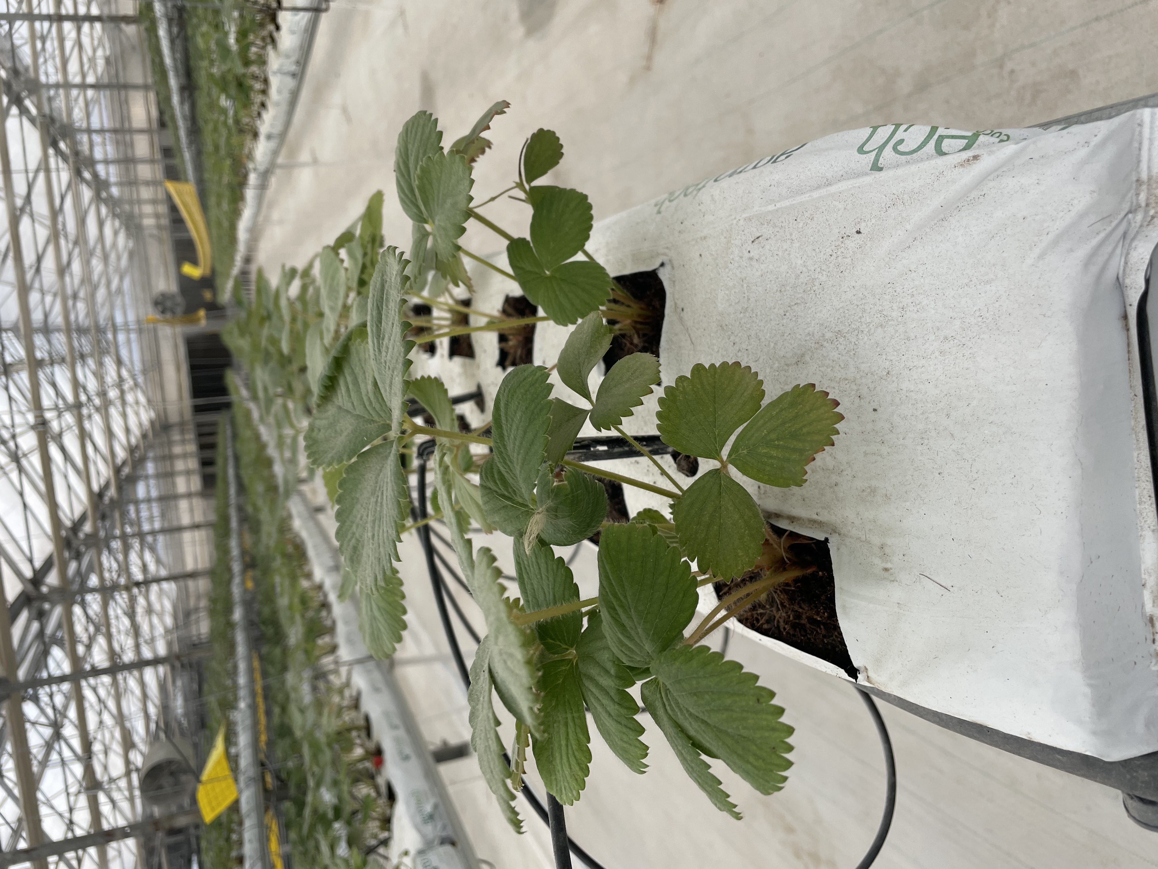 Сбор урожая