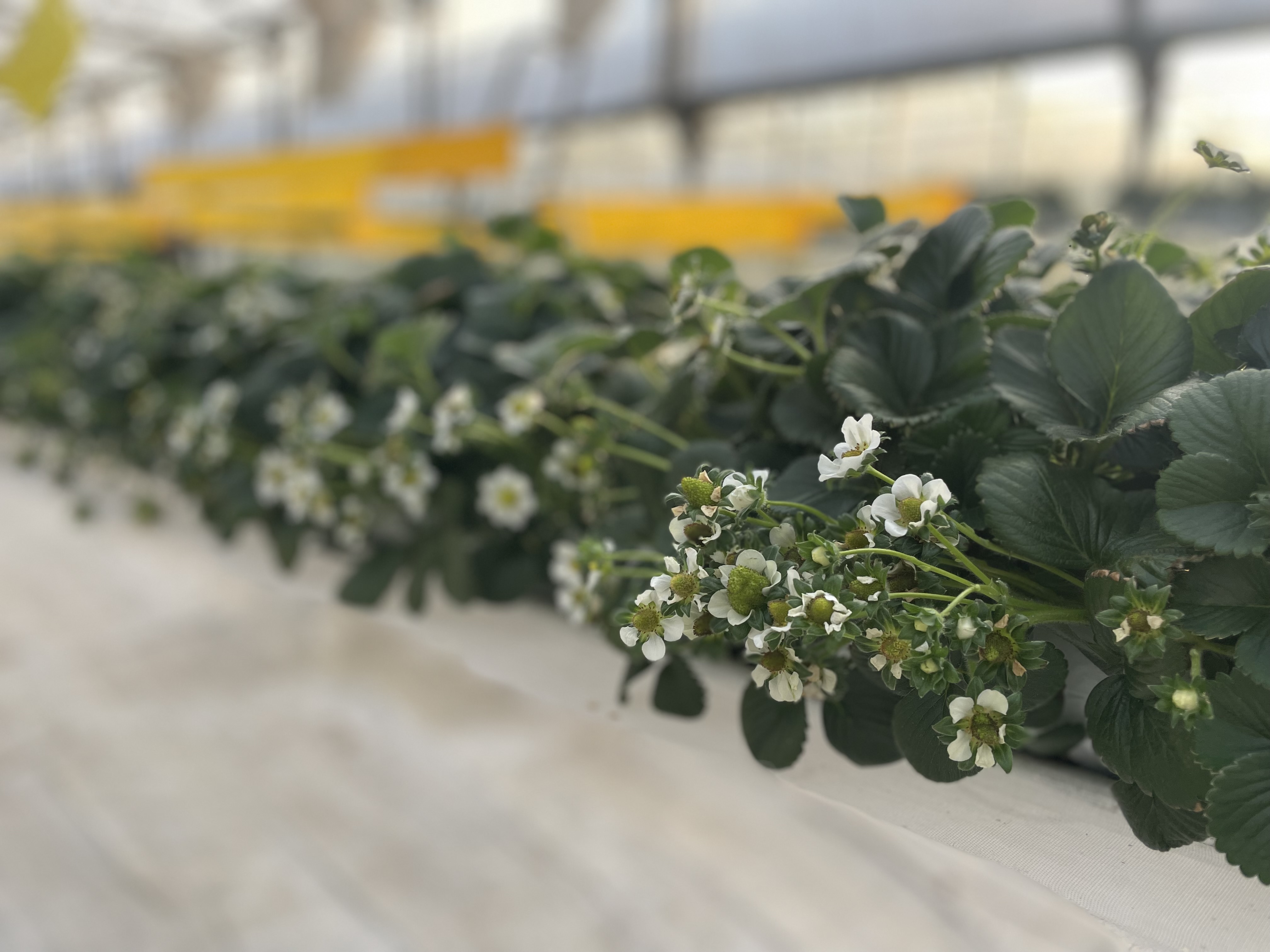 Готовая продукция