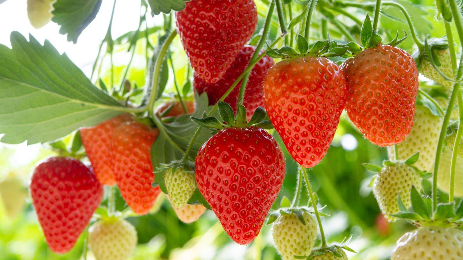 Тепличный комплекс с клубникой